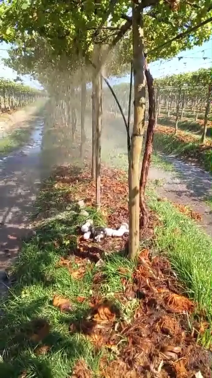 Avaliação de irrigação em área cultivada